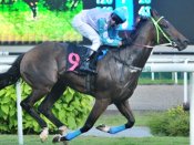 Speedy Cat<br>Photo by Singapore Turf Club